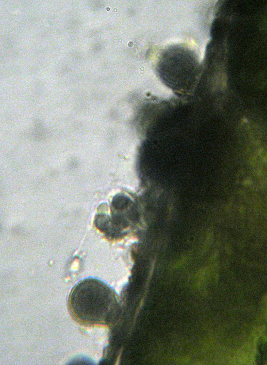 Microscopia salata